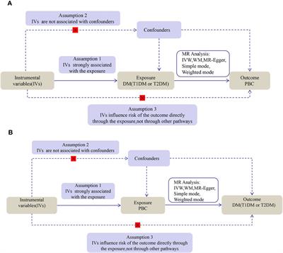 Association between diabetes mellitus and primary biliary cholangitis: a two-sample Mendelian randomization study